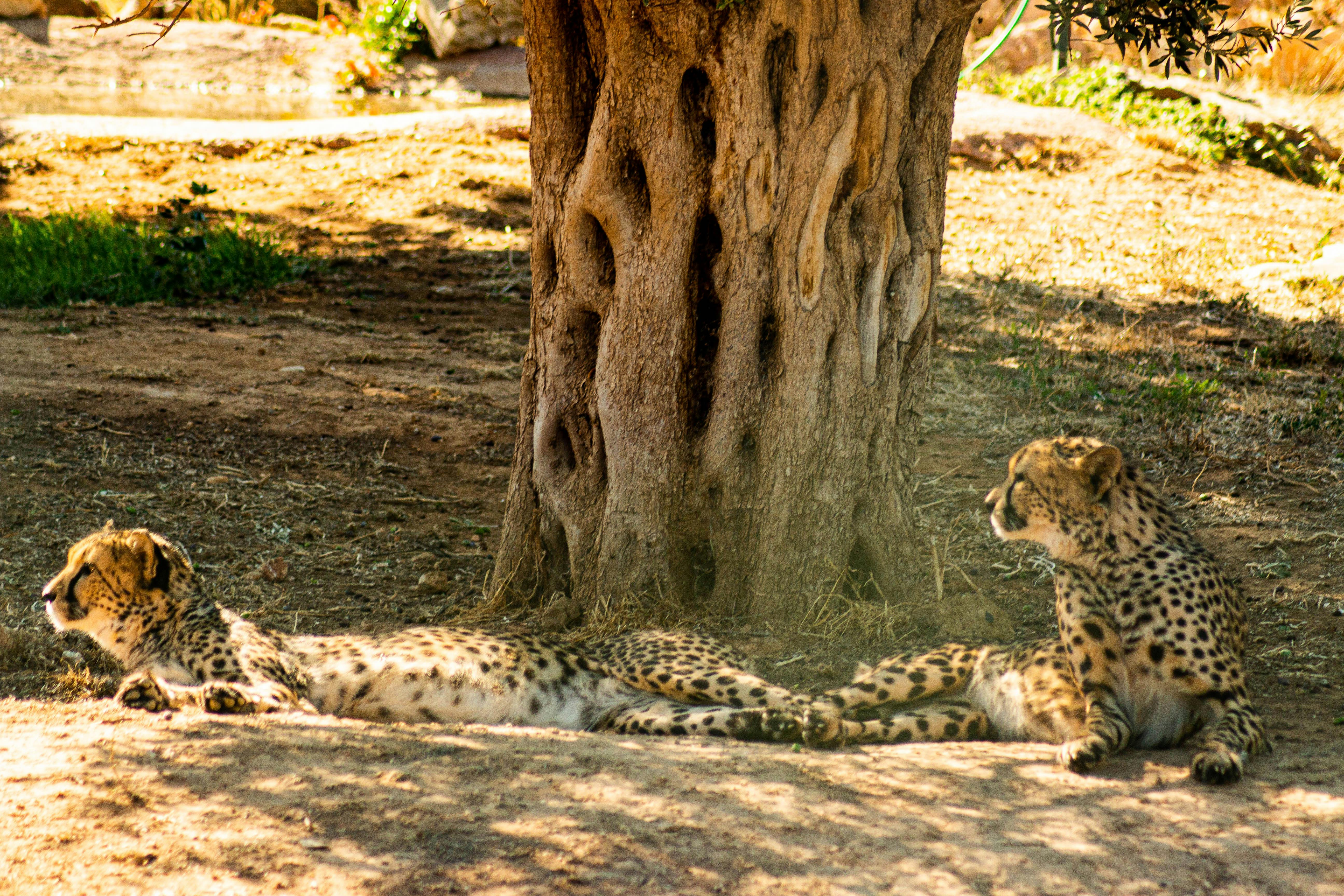 sri venkateswara zoological park
